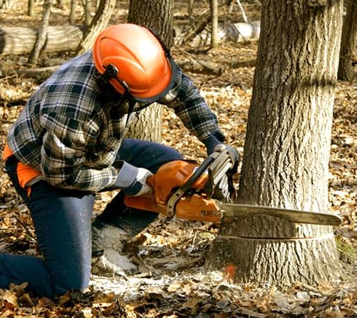 Tree Removal in Leslie, WV
